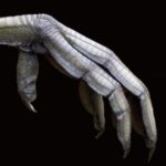 Profile picture of MOORHEN